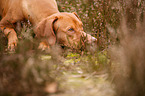 lying Magyar Vizsla