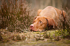 lying Magyar Vizsla