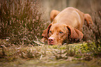 lying Magyar Vizsla