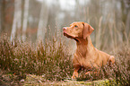 lying Magyar Vizsla