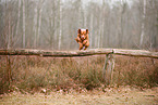 Magyar Vizsla jumps over tree trunk