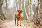 standing Magyar Vizsla