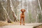 standing Magyar Vizsla