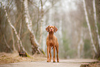 standing Magyar Vizsla