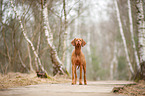 standing Magyar Vizsla