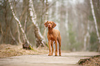 standing Magyar Vizsla