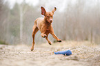 running Magyar Vizsla