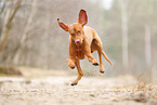 running Magyar Vizsla