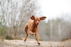 running Magyar Vizsla