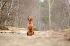 sitting Magyar Vizsla