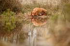 lying Magyar Vizsla