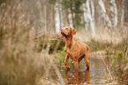 standing Magyar Vizsla