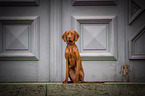 young Magyar Vizsla