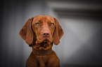 young Magyar Vizsla
