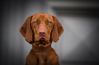 young Magyar Vizsla