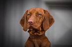 young Magyar Vizsla