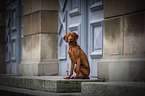 young Magyar Vizsla