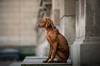 young Magyar Vizsla