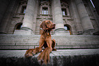 young Magyar Vizsla