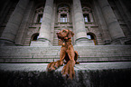 young Magyar Vizsla