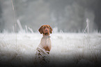 young Magyar Vizsla