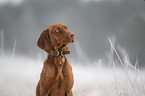 young Magyar Vizsla