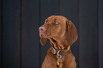young Magyar Vizsla