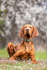 lying Magyar Vizsla
