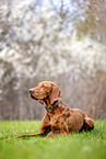 lying Magyar Vizsla