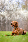 lying Magyar Vizsla