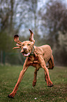 running Magyar Vizsla