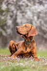 lying Magyar Vizsla