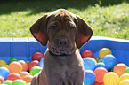 shorthaired Magyar Vizsla Puppy