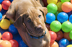 shorthaired Magyar Vizsla Puppy