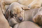 shorthaired Magyar Vizsla Puppies