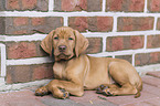 shorthaired Magyar Vizsla Puppy