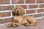 shorthaired Magyar Vizsla Puppy