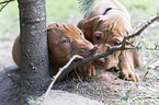2 shorthaired Magyar Vizsla Puppys