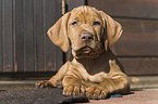 shorthaired Magyar Vizsla Puppy