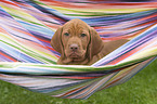 shorthaired Magyar Vizsla Puppy