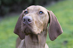shorthaired Magyar Vizsla Portrait