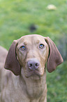 shorthaired Magyar Vizsla Portrait