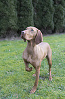 shorthaired Magyar Vizsla