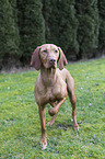 shorthaired Magyar Vizsla