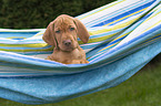 shorthaired Magyar Vizsla Puppy