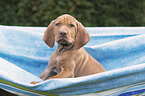 shorthaired Magyar Vizsla Puppy