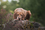 lying Magyar Vizsla