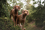 2 Magyar Vizsla