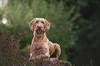 lying Magyar Vizsla