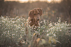 Magyar Vizsla Portrait